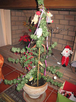 maria-plant-.jpg maria-plant-.jpg