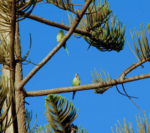 lovely-green-birds-in-spain lovely-green-birds-in-spain